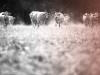 Wegen Dürre: Sächsischer Bauer bringt Tiere nach Thüringen