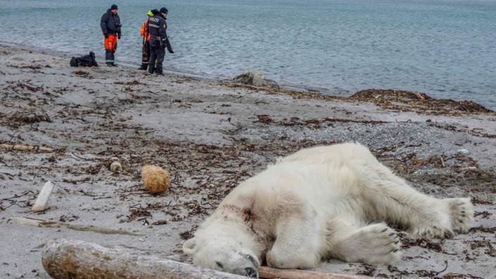 Erschossener Eisbär: In Notwehr erschossen: Tierschützer sind empört über den Tod des von Mitarbeitern eines Kreuzfahrtschiffs getöteten Eisbären.