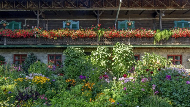 Altes Bauernhaus in Holzbauweise Balkon mit Geranien Pelargonium spec geschmückt davor ein Blum