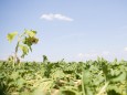 Sommerhitze: Eine Sonnenblume auf einem Zuckerrübenfeld