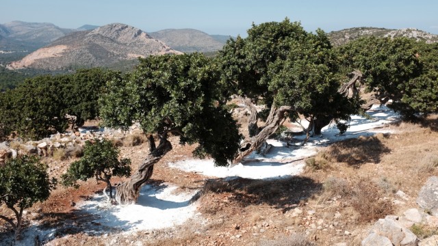 Mastix Bäume Griechenland