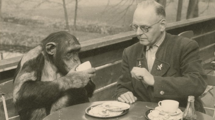 Der Tiergarten Straubing wird 80 Jahre alt: Zoodirektor Hans Schäfer und der Schimpanse Jimmy