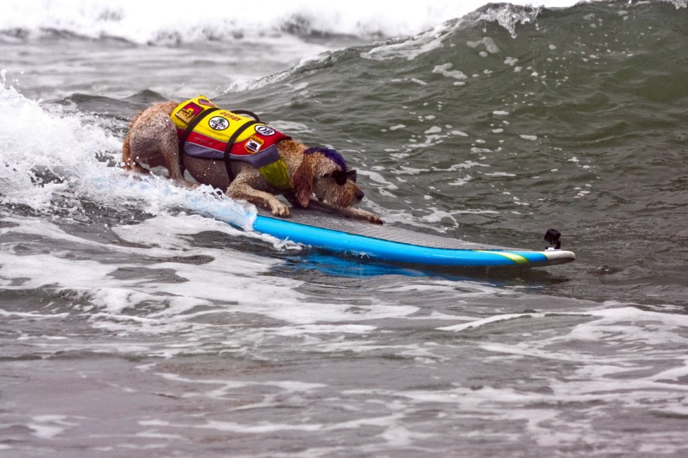 World Dog Surfing Championships bei San Francisco