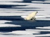 Klimawandel - Arktis