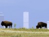 Wild bison walk along a ridge in the Rocky Mountain Arsenal National Wildlife Refuge