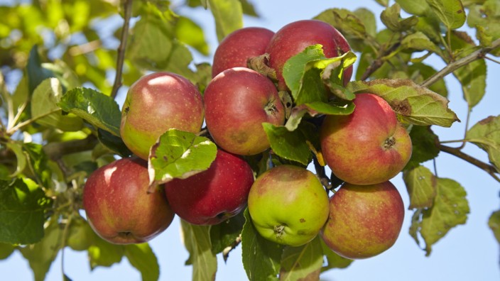 Schmuckfoto Herbst - Äpfel