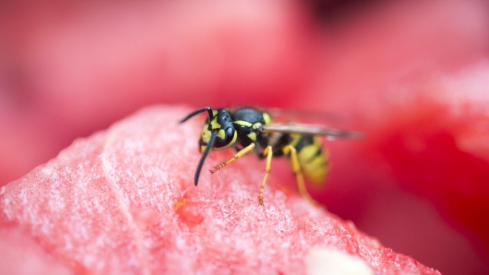 Nicht einfach erschlagen: Was gegen Wespen hilft