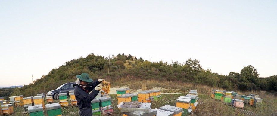 Imker auf Wanderschaft: Die Zahl der Bienenvölker wächst in Umbrien seit Jahren konstant - auch dank Wander-Imkern wie Cristian Parlog.