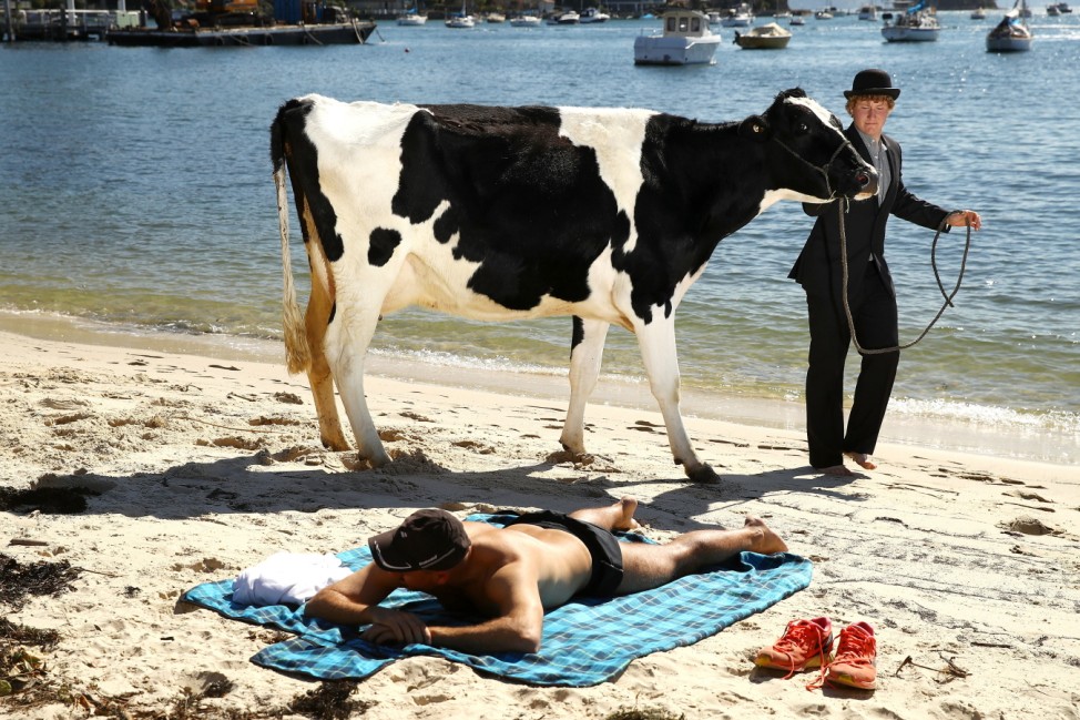 *** BESTPIX *** Surrealist Artist Releases Dairy Cows Into Sydney Surf
