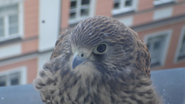 SZ-Serie:  Wildes München, Folge 7: Im alten Technischen Rathaus sind die Menschen so stolz auf ihre fliegenden Mieter, dass die eine Webcam installiert haben, die Bilder von den Falken liefert.
