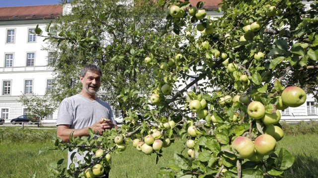 Sonnenstunden: Frater Raphael Peuker freut sich auf den diesjährigen Apfelbrand aus Früchten aus dem Klostergarten.