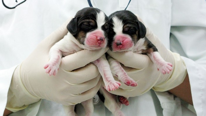 Korean Researchers Complete Dog Cloning From Fat Stem Cells