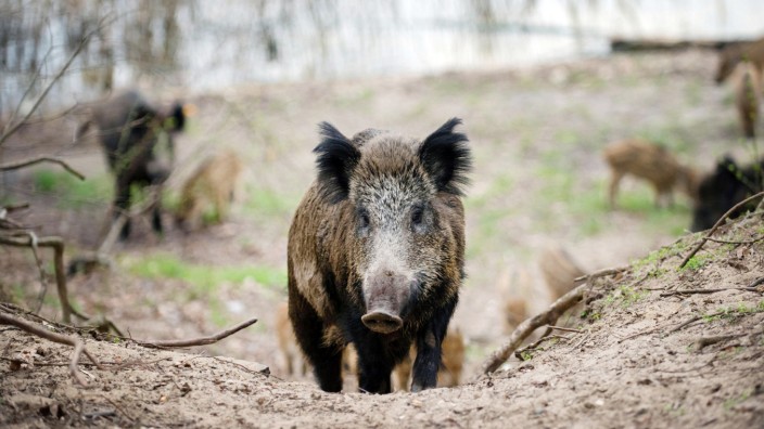 Zahl gejagter Tiere im NRW-Staatswald gestiegen