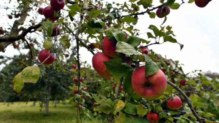 Umwelt: Wenn in den kommenden Wochen nicht noch schwere Unwetter über das Land ziehen, dürfte das Jahr 2018 den Apfelbaumbesitzern eine Rekordernte bescheren.