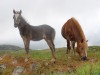 Pony Irland