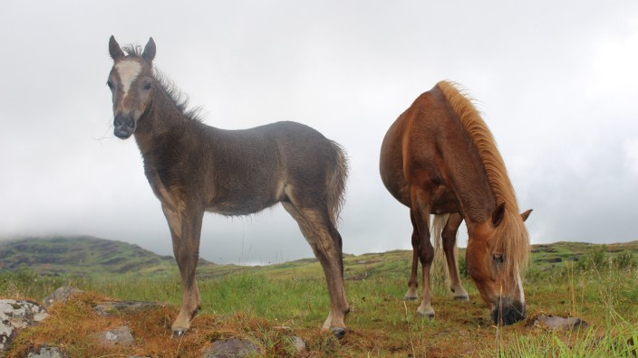 Pony Irland