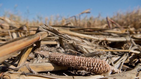 Dürre: Vertrockneter Mais auf einem Feld