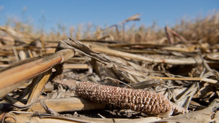 Dürre: Vertrockneter Mais auf einem Feld