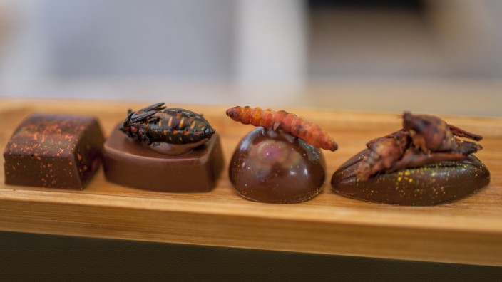 Chocolate with Chinicuil, Chahuis  and chapulines (grasshoppers) edible insects