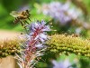 Bienen Artenschutz Volksbegehren