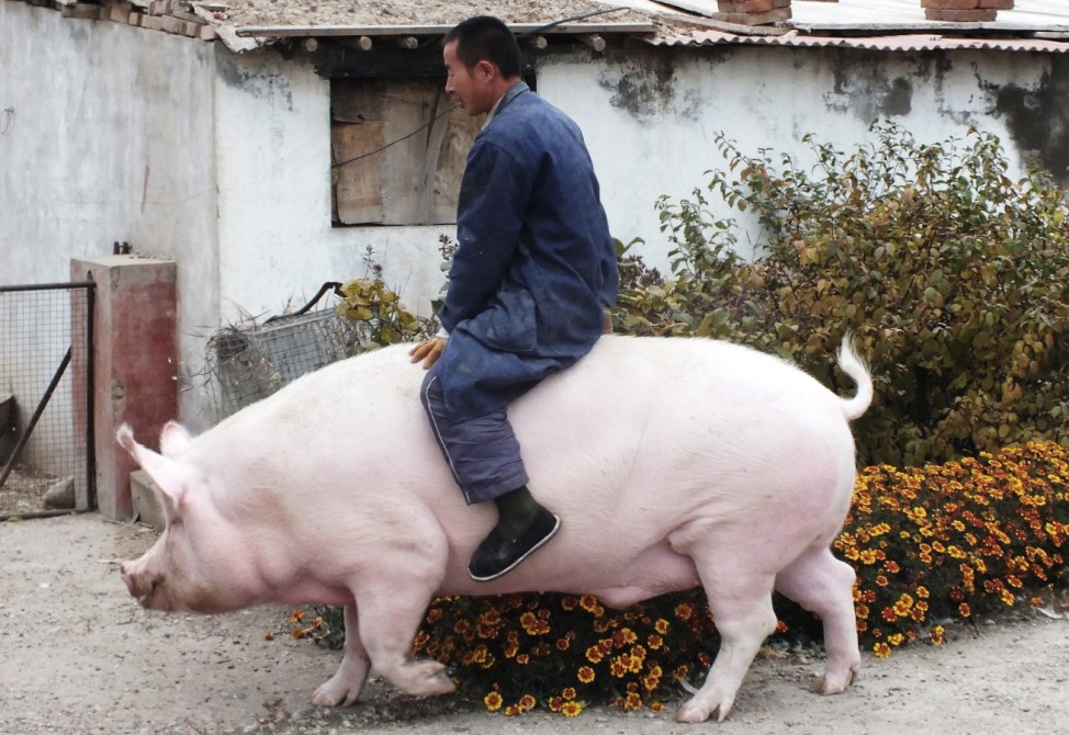 Bauer hâÄ°lt Schwein als Haustier in Nordchina