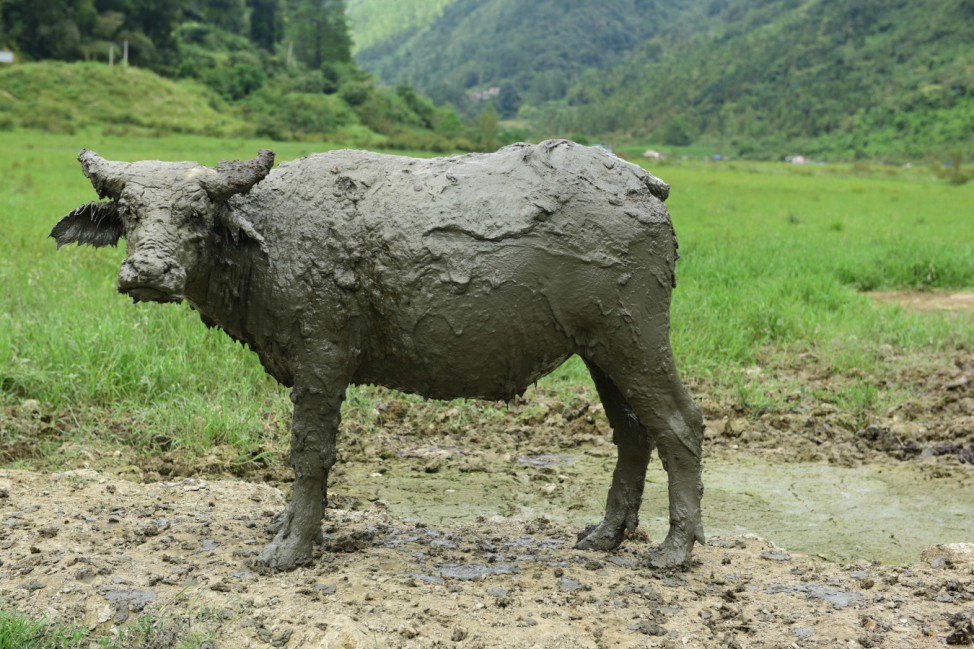 Büffel in China