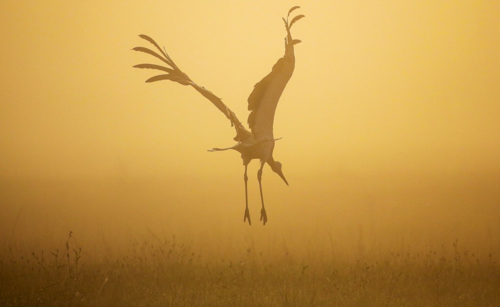 Storch im Morgennebel