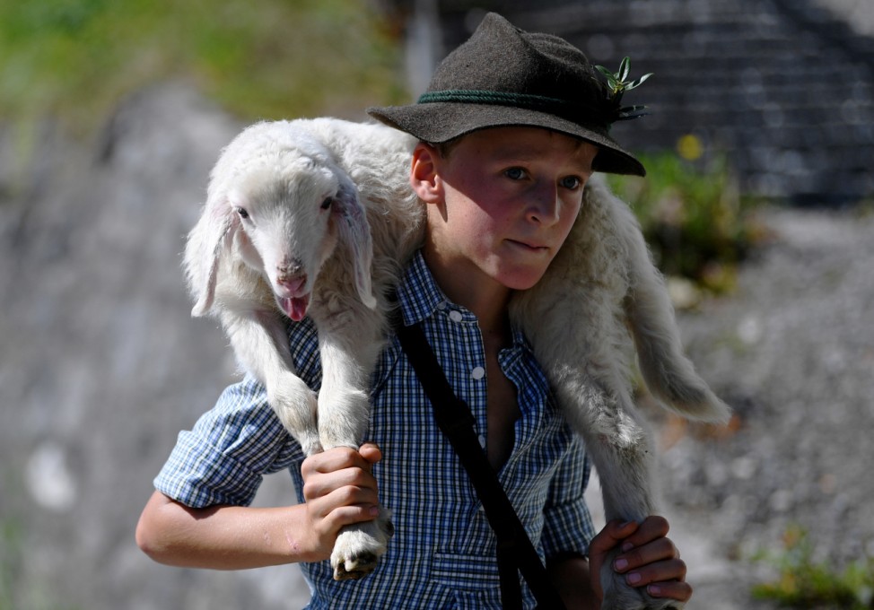 A boy carries a little sheep from its summer pastures in the mountains down to the valley and through the town of Mittenwald during the traditional 'Almabtrieb' in Mittenwald