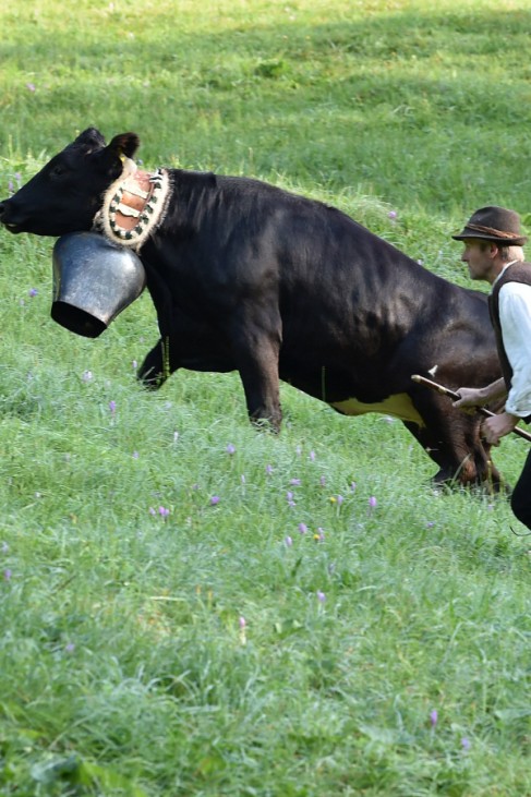 Beim Viehscheid in Pfronten im Allgäu läuft ein Rind vor dem Hirten weg