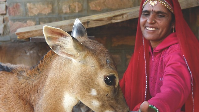 Umweltreligion in Indien: Wo die Bishnoi leben, sind die Tiere zutraulich.