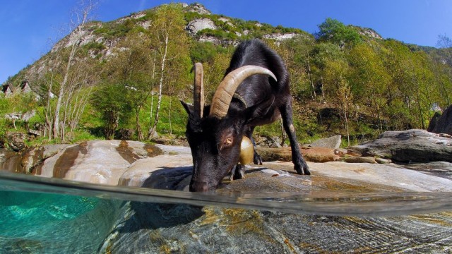 Eine Ziege trinkt aus dem Fluss Verzasca im Tessin.