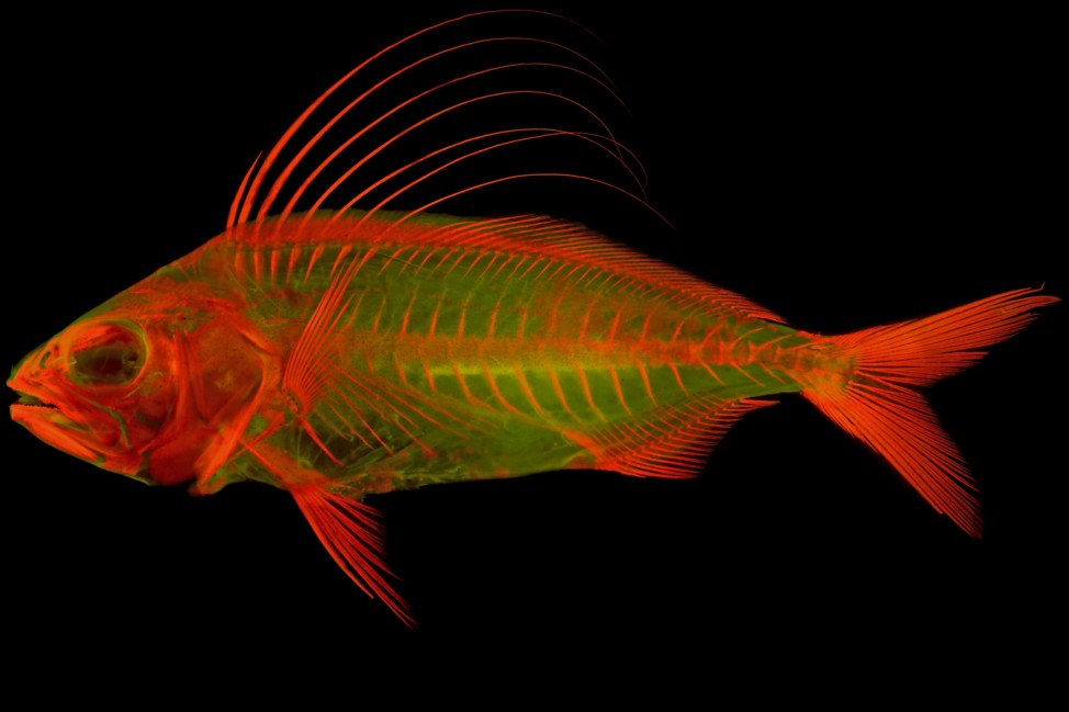 Nematistius_pectoralis_Girard.jpg: Cleared-and-stained juvenile Roosterfish (Nematistius pectoralis), which is a popular game fish in Mexico. Photo under fluorescent light by M. Girard.