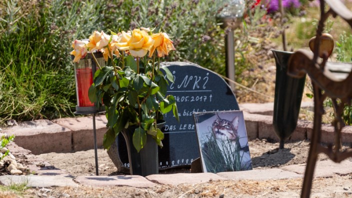 Katzenbesitzer verklagt Tierfriedhof