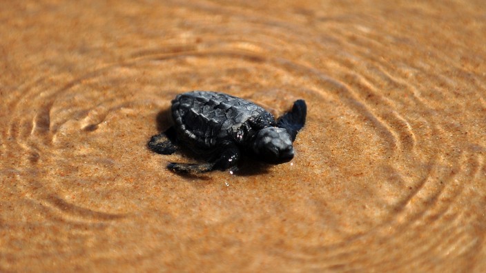 Umweltverschmutzung: Eine frisch geschlüpfte Schildkröte bahnt sich ihren Weg in den Südatlantik.