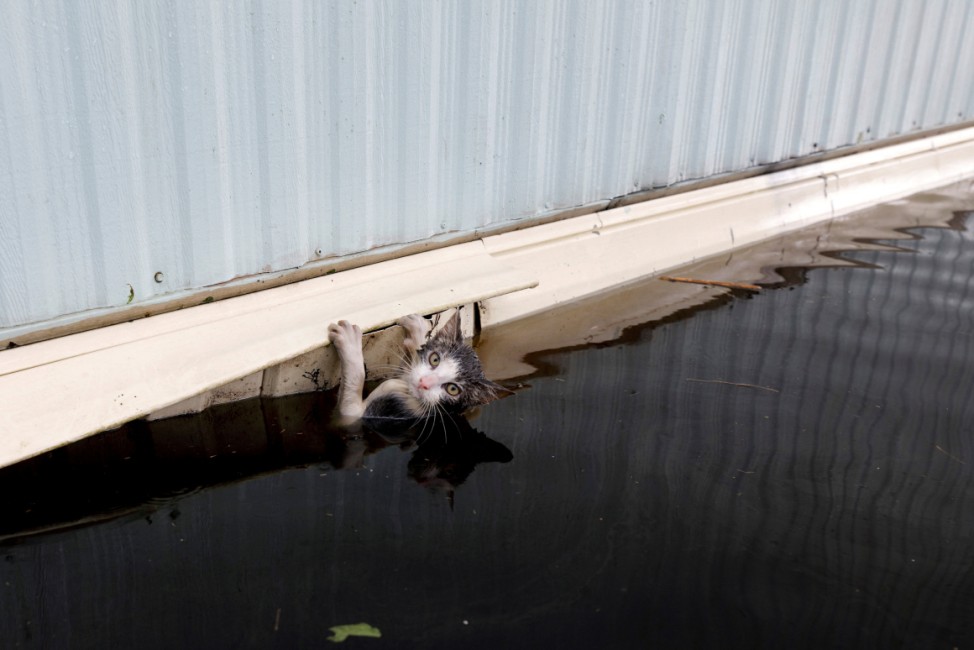 A cat clings to the side of a trailer amidst flood waters before it was saved as the Northeast Cape Fear River breaks its banks in the aftermath Hurricane Florence in Burgaw