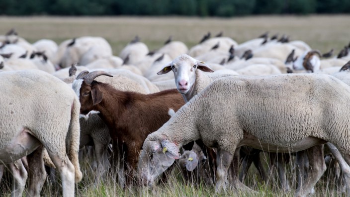 Futtermangel für Schafe in Bayern