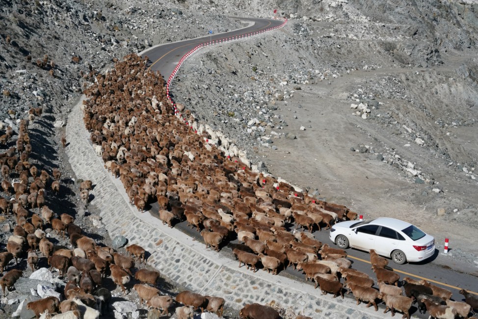 Sheep throng a road near a Koktokay mine pit during seasonal migration in Altay Prefecture, Xinjiang