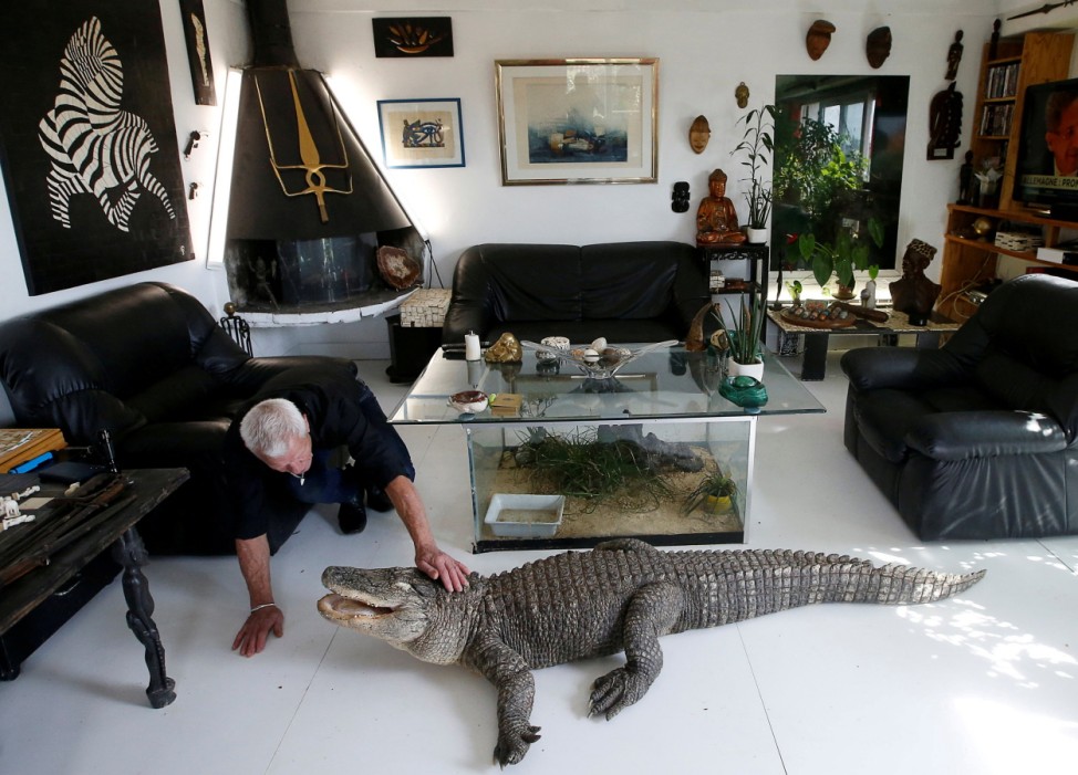 Philippe Gillet, 67 year-old Frenchman who lives with more than 400 reptiles and tamed alligators, gives chicken to his alligator Ali in his living room in Coueron near Nantes