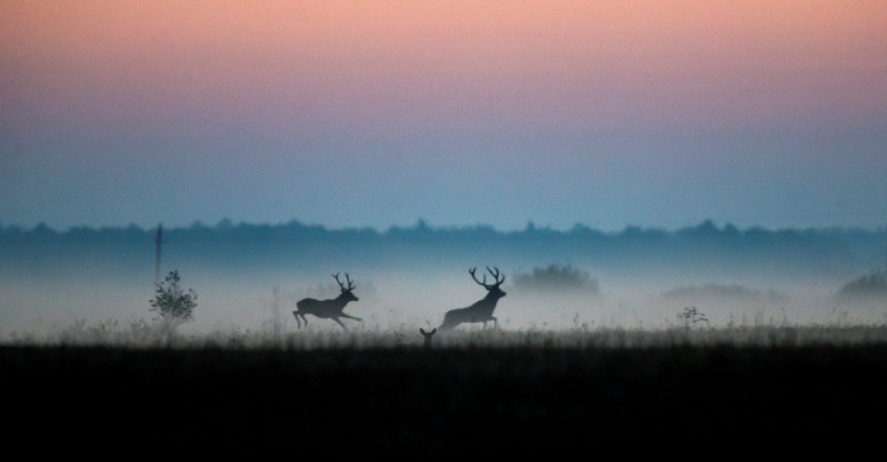 Male deers run in a field in Republican landscape reserve 'Naliboksky' near the village of Kozliki