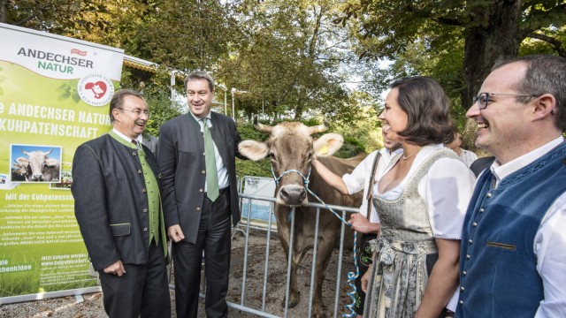 Wahlkampf in Andechs: Markus Söder bekommt eine Patenschaft für die Kuh Sofia. Mit dabei sind (v. li.) Harald Schwab, Ute Eiling-Hütig und Andreas Lechermann.