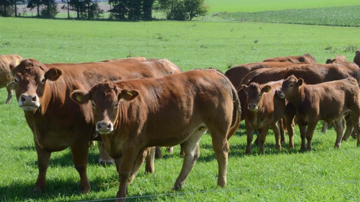 Umweltverträgliche Landwirtschaft: Wenn Kühe wie diese bei Assenhausen statt Kraftfutter Klee und Heu fressen, produzieren sie weniger Methangas und sind seltener krank.