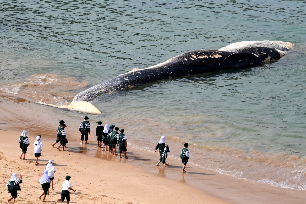 Visitors to the Royal National Park look at a large whale carcass that washed up on Wattamolla Beach