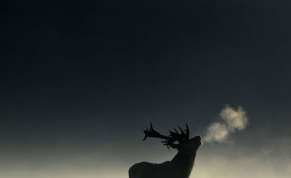 A deer stag barks in the early morning light during the rutting season in Richmond Park, west London