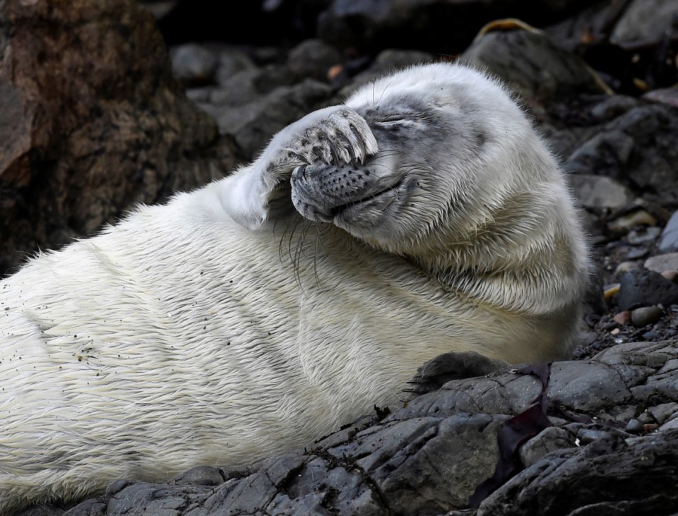 An Atlantic seal pup lies amongst the rocks at St Martin's Haven, Pembrokeshire