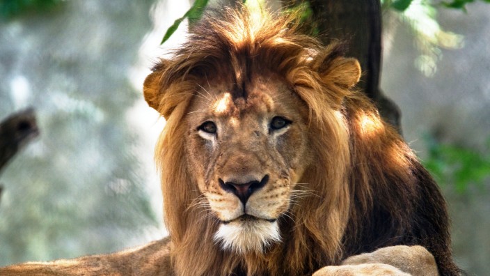 The Indianapolis Zoo's adult male lion named Nyack at the zoo in Indianapolis