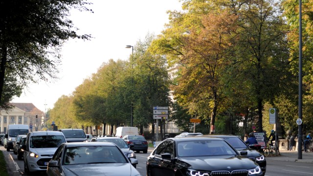 Sanierungsmaßnahmen: Ein grünes Band am Straßenrand: Uralte Winterlinden prägen das Bild der Prinzregentenstraße im Lehel.