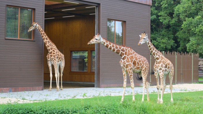 Augsburger Zoo: Gaya (links) mag nicht aufs Gras. Ihre Artgenossinen Zarafa und Kimara haben keine Scheu vor dem Grün und bewegen sich frei im Afrika-Gehege. Gaya nimmt lieber die eigens für sie erweiterten Kieswege.