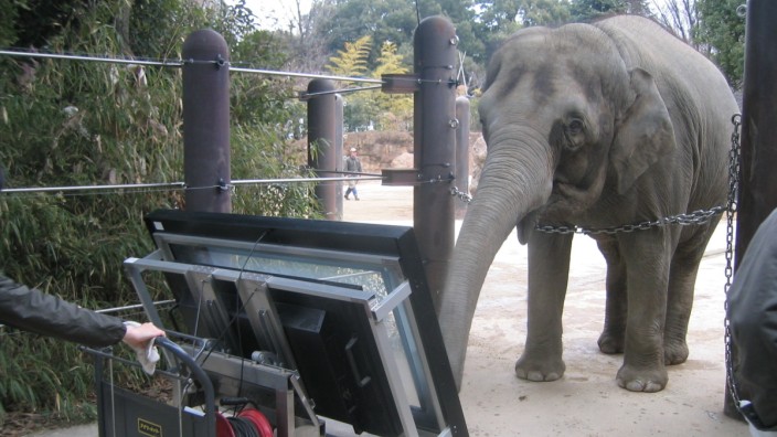 Zoologie: Neun ist größer als acht: Die Elefantenkuh Authai aus dem Ueno Zoo in Tokio beim Rechnen.