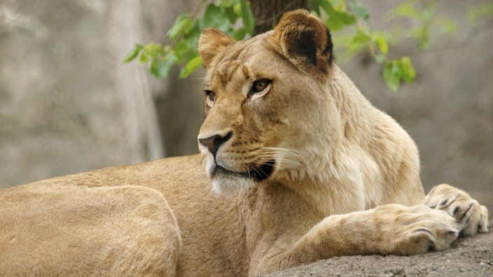 Drama in US-Zoo: Löwin Zuri lebte jahrelang ohne besondere Vorkommnisse im Zoo von Indianapolis. Doch dann biss sie einen Löwen zu Tode.