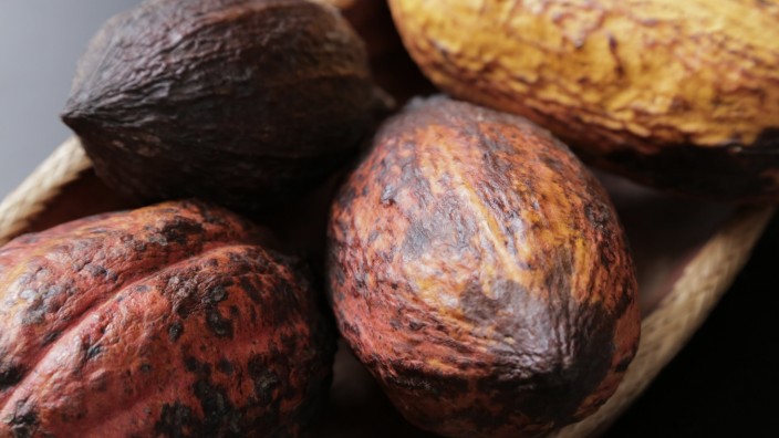 Nachhaltiger Kaffee und Kakao: Es ist viel Arbeit, bis aus Kakaofrüchten Schokolade wird. Etliche kleine Betriebe in Costa Rica nehmen die Produktion in die eigenen Hände.